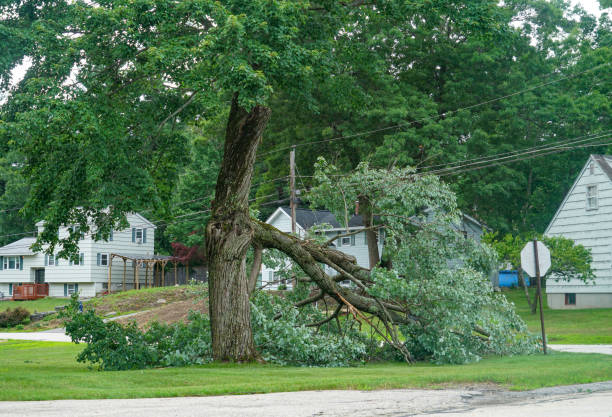 Large Tree Removal